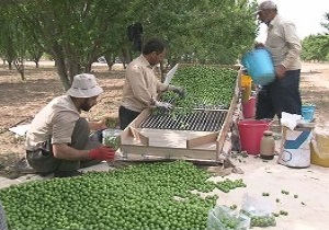 آغاز برداشت گوجه سبز از مزارع شهرستان مهریز