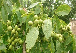 اجرای سیستم آبیاری کم&zwnj;فشار در باغات گردوی تویسرکان