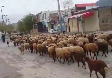 خیابان‌های زاغه محل عبور و مرور احشام شد!! + فیلم