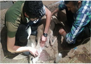انتقال بره آهوی مصدوم به محیط زیست سبزوار