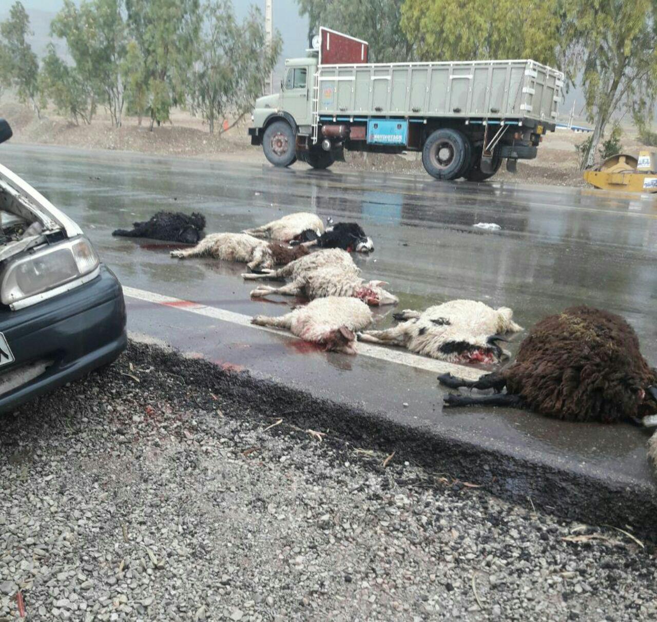 برخورد شدید خودروی پراید با گله دام در محور ایلام- مهران