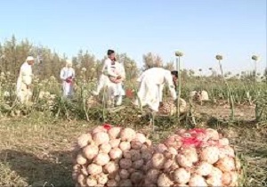 آغاز برداشت پیاز در چابهار