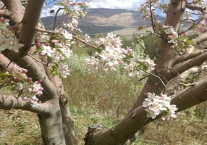 شکوفه‌های زیبای بهاری در روستای «شهیدآباد» + تصاویر