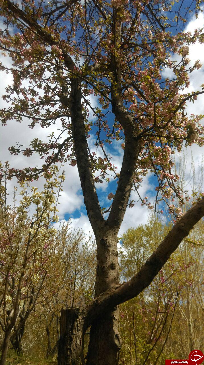 شکوفه&zwnj;های زیبای بهاری در روستای &laquo;شهیدآباد&raquo; + تصاویر