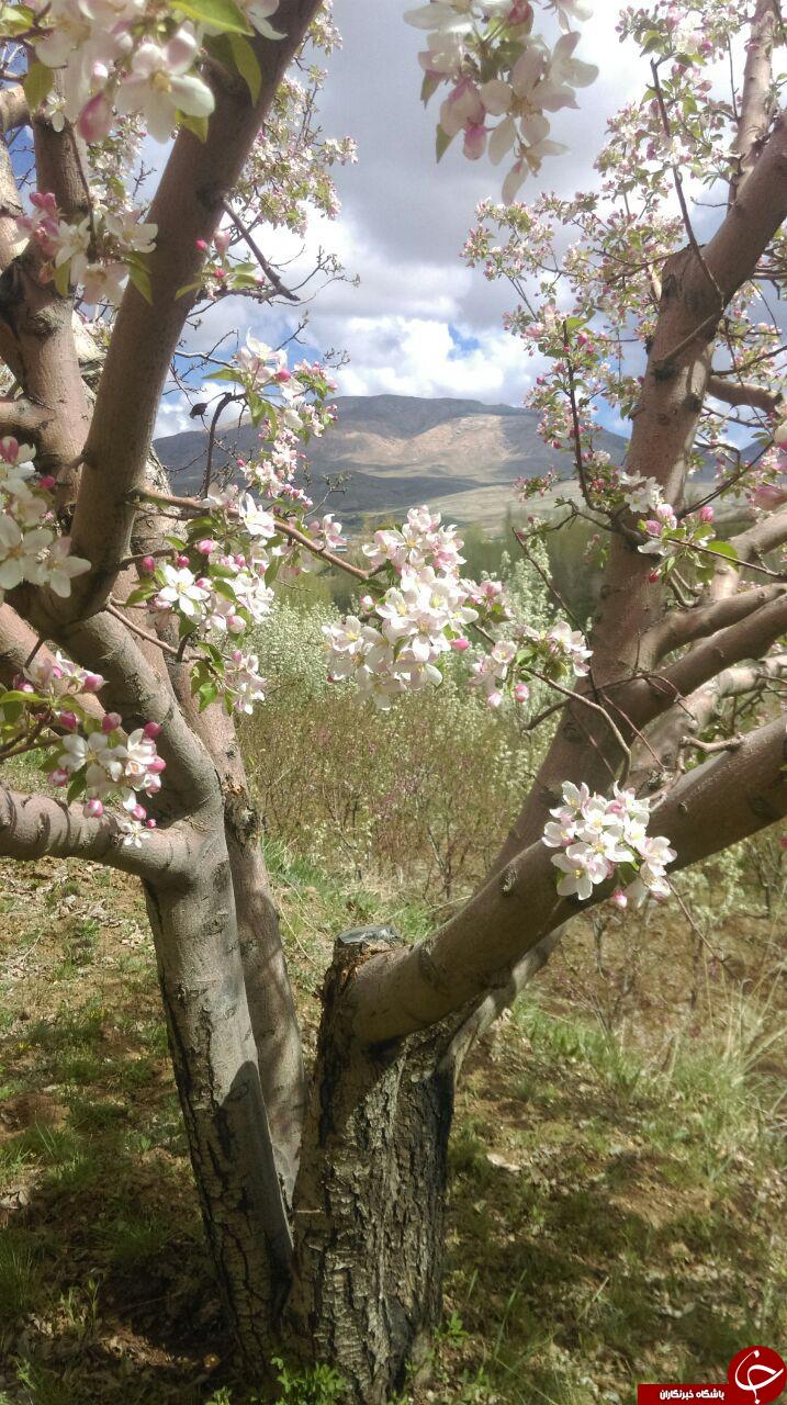 شکوفه&zwnj;های زیبای بهاری در روستای &laquo;شهیدآباد&raquo; + تصاویر
