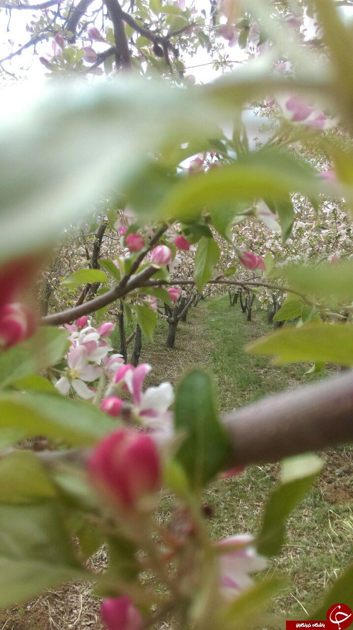شکوفه&zwnj;های زیبای بهاری در روستای &laquo;شهیدآباد&raquo; + تصاویر