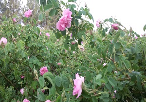آغاز برداشت گل محمدی در سربیشه