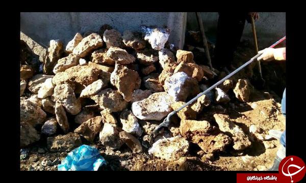 حمله مارهای سمی به یک منزل مسکونی در تکاب+تصاویر