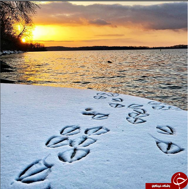 عکاسی طبیعت از رد پای اردک