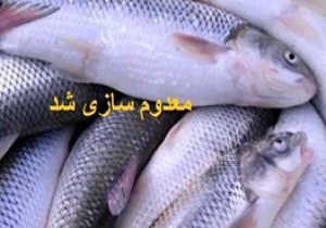 معدوم کردن 60 کیلوگرم ماهی فاسد در بیرجند