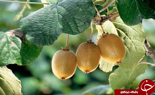 نگاهی گذرا به مهمترین رویداد&zwnj;های سه شنبه ۲۸ فروردین ماه در مازندران
