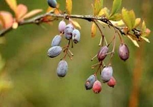 افزایش زنگ زرشک در اثر بارندگی های کوتاه مدت
