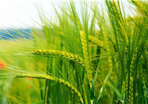 سطح سبز گندم گلستان، ۳۷۰ هزار هکتار