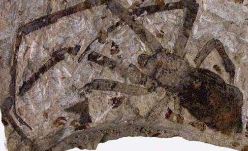 مراغه بهشت فسیلی ایران نیازمند حمایت ملی
