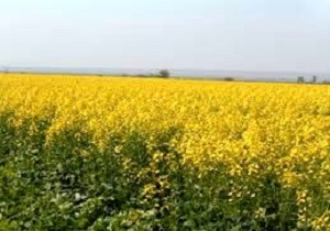 احداث واحدهای صنعتی و تولیدی جدید در اردبیل