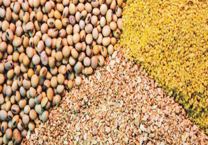 صادرات ۲۷۰ تن خوراک آبزیان از چهارمحال و بختیاری