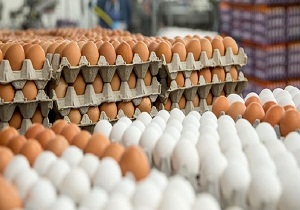 قیمت تخم مرغ در بازار استان سمنان تنظیم شد