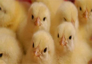 بیش از ۵۲۰ هزار قطعه جوجه ریزی در واحد‌های پرورشی بشرویه