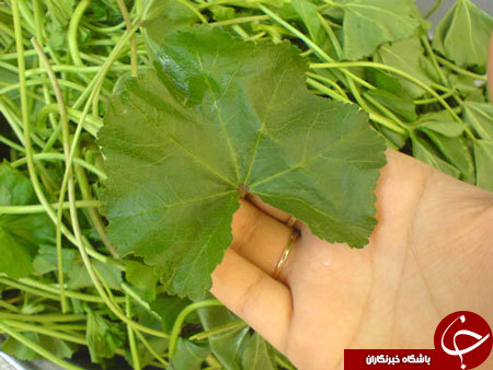 درمان گیاهی سنگ کلیه