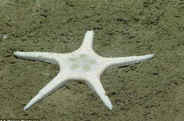 موجودات عجیب در عمق ۱۵۰۰ متری دریا+تصاویر