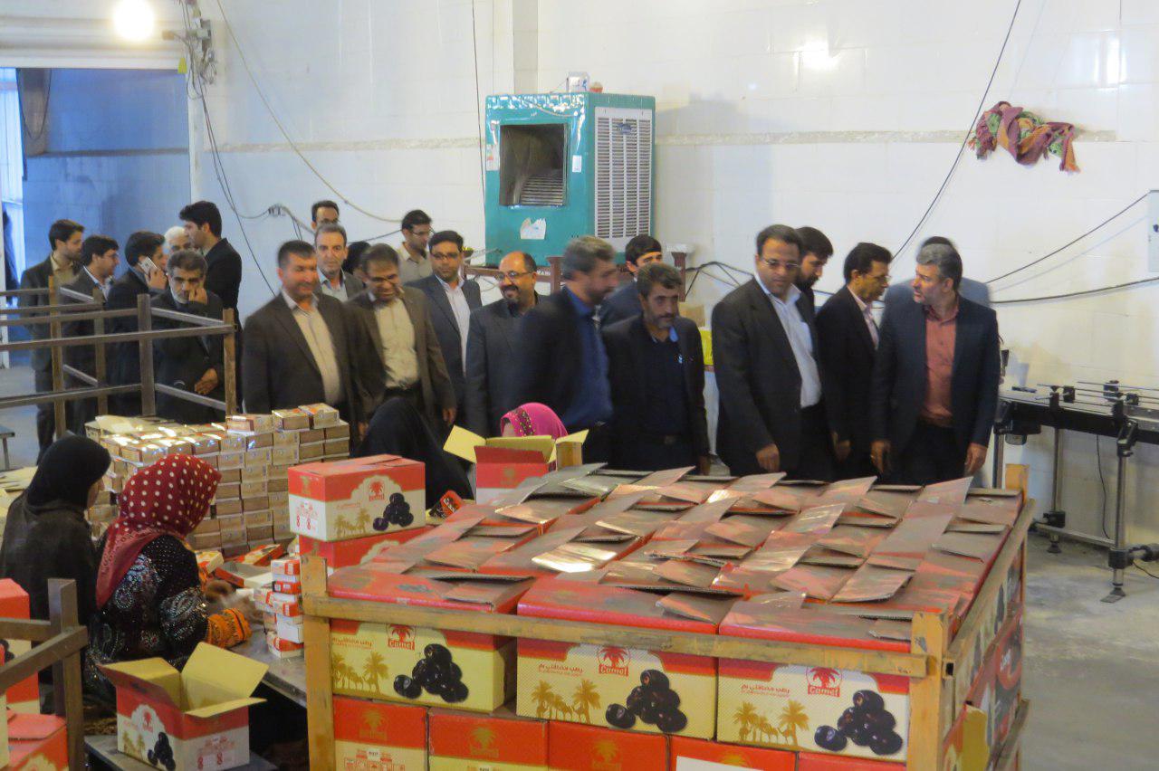 بیش از 2 هزار تن خرمای ریگان به 4 کشور صادر شد