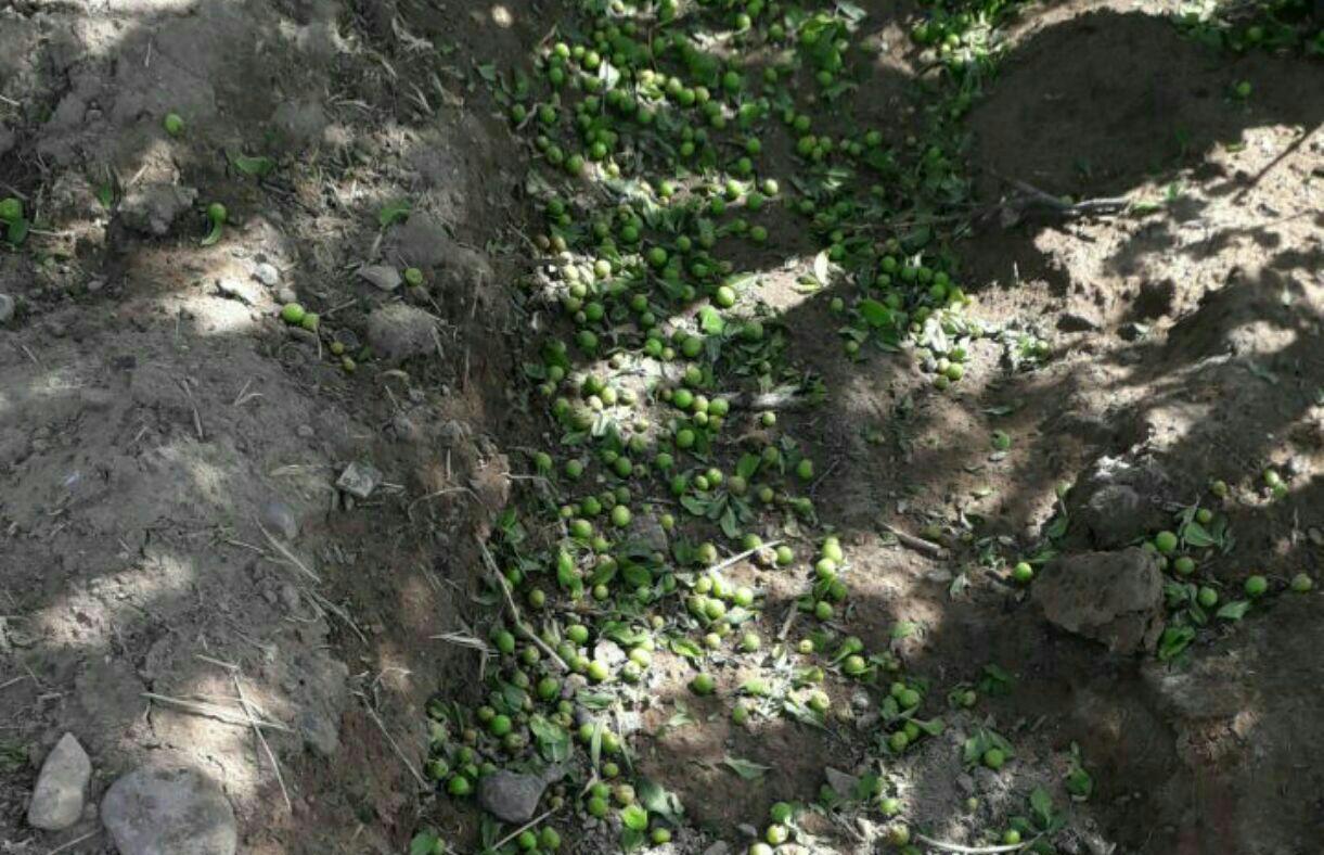 خسارت ۴۵ میلیارد تومانی تگرگ به محصولات کشاورزی شهربابک