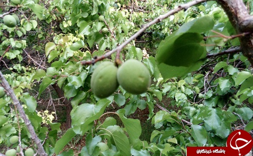 خسارت ۳۰۰ میلیاردتومانی بارش های اخیر به باغات و مزارع +تصویر