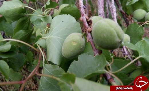 خسارت ۳۰۰ میلیاردتومانی بارش های اخیر به باغات و مزارع +تصویر