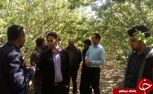 خسارت ۳۰۰ میلیاردتومانی بارش های اخیر به باغات و مزارع +تصویر