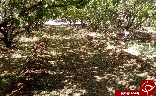 خسارت ۳۰۰ میلیاردتومانی بارش های اخیر به باغات و مزارع +تصویر