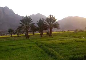 طبیعت سرسبز روستای «مهروئیه» + فیلم