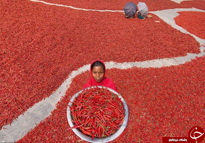 تصاویری جالب از دریای قرمز در بنگلادش
