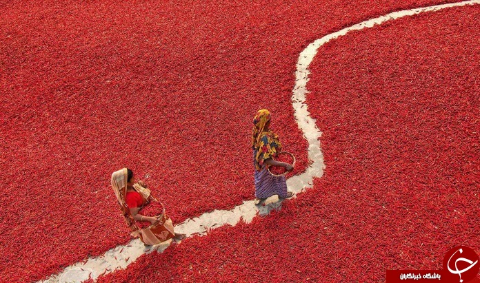 تصاویری جالب از دریای قرمز در بنگلادش