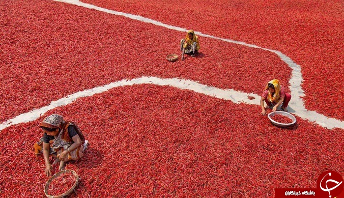 تصاویری جالب از دریای قرمز در بنگلادش