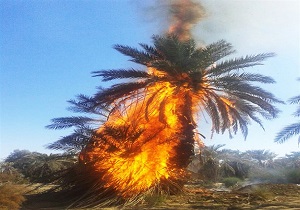 سوختن 120 اصله نخل در آتش غفلت شهروندان شادگانی
