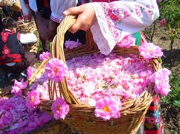 لاله زار مملو از گل های محمدی وخنکای دلچسب