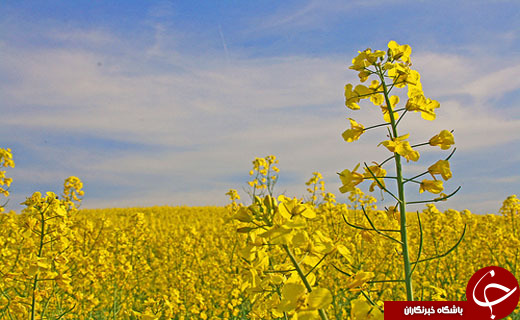نگاهی گذرا به مهمترین رویداد&zwnj;های چهارشنبه ۲۹ فروردین ماه در مازندران