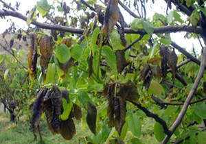سرما زدگی محصولات کشاورزی 8 شهرستان همدان