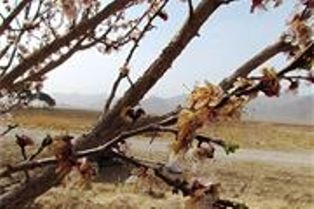 سرما به 67 درصد محصولات باغی استان زنجان خسارت وارد کرد