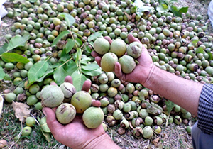 خسارت سرمازدگی به ۲۰۰ هکتار از باغات گردو بروجرد