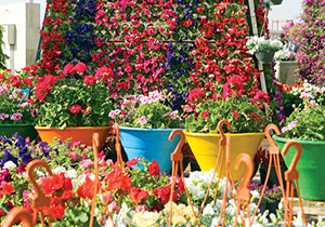 اورژانسی برای گل‌های بیمار + فیلم