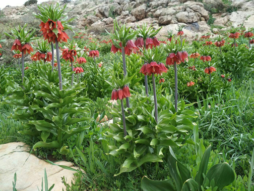 تصویری زیبا از لاله&zwnj;های واژگون در بهار