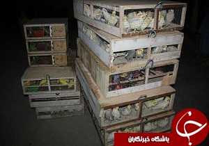کشف تعداد ۳۰۰ قطعه پرنده تزیینی کمیاب در شهرستان سراوان
