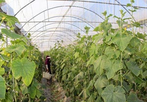 توسعه طرح‌های گلخانه‌ای هرمزگان با اختصاص اعتبار