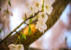 وضعیت جوی استان قم ۱۳۹۷/۰۱/۳۱