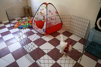 نخستین عمل جراحی آب مروارید چشم خروس در جهان