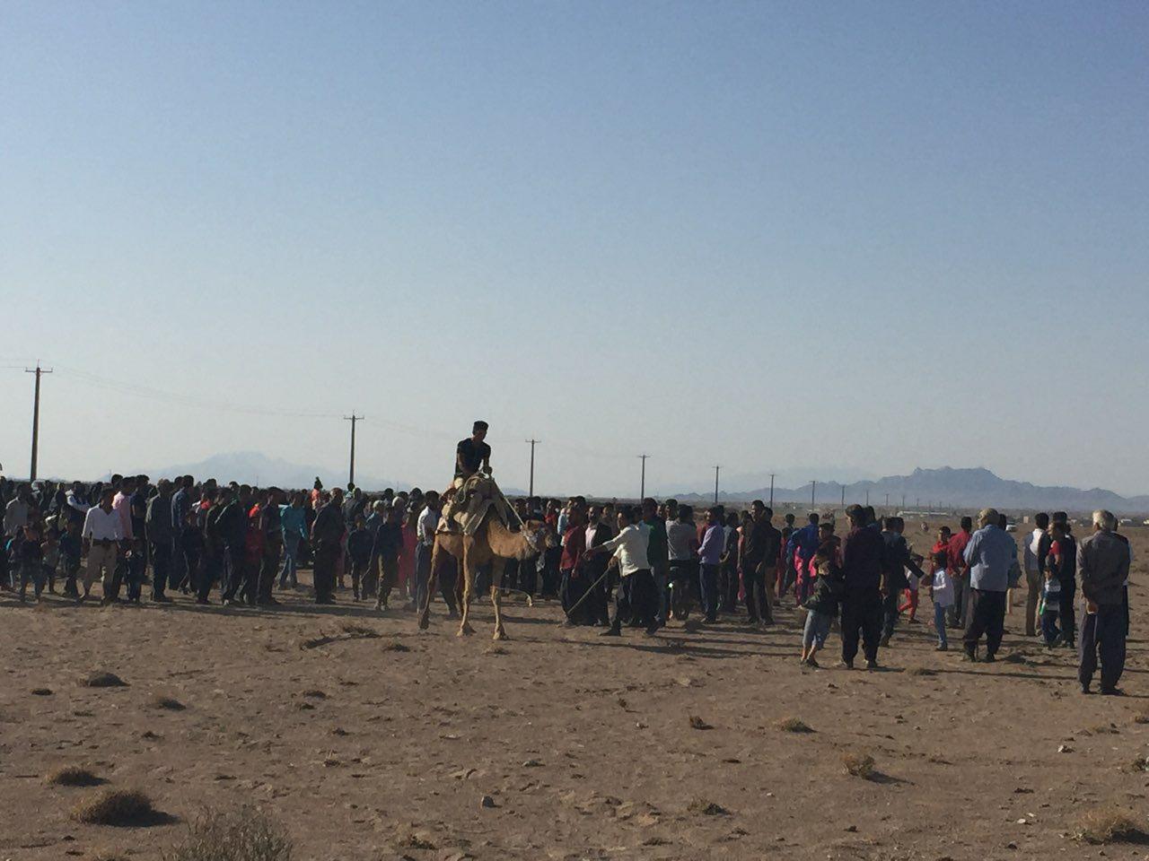 نخستین جشنواره شترسواری زرند