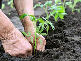 توزیع بیش از 18 هزار اصله انواع درختان زینتی در خمینی شهر