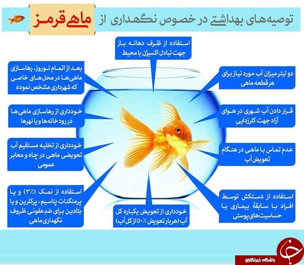 توصیه های بهداشتی در خصوص نگهداری از ماهی قرمز عید