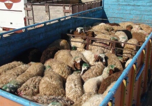 کشف 85 راس دام قاچاق در همدان